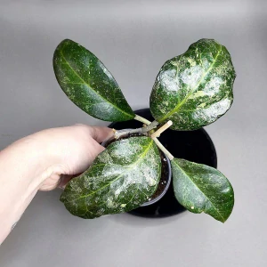 Hoya verticillata Lampung