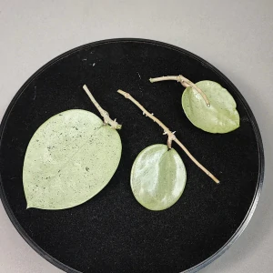 Hoya Verticillata Silver řízek k zakořenění