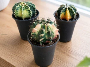 Gymnocalycium Variegata