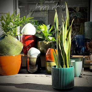 Sansevieria trifasciata Laurentii XXL