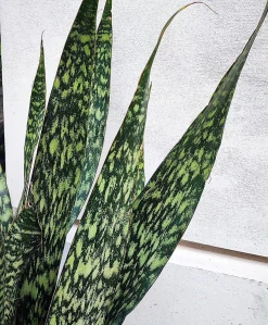 Sansevieria Jaboa XXL