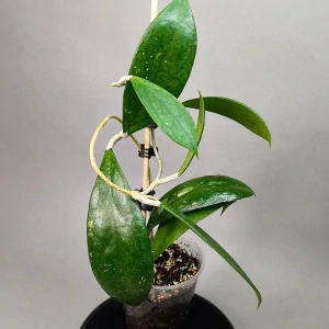 Hoya cv. Jenifer