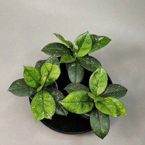 Hoya crassipetiolata splash round leaves