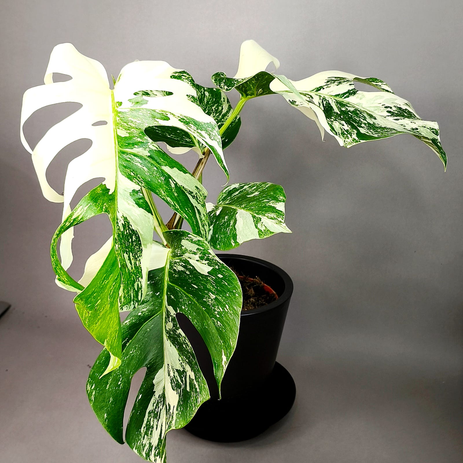 Monstera Deliciosa Albo Variegata