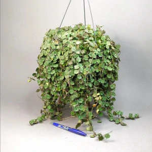 Hoya Curtisii XXL