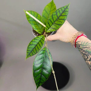 Hoya ranauensis
