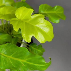 Philodendron ‘Golden Xanadu’