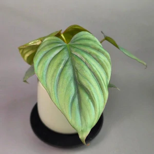 Philodendron Colombia