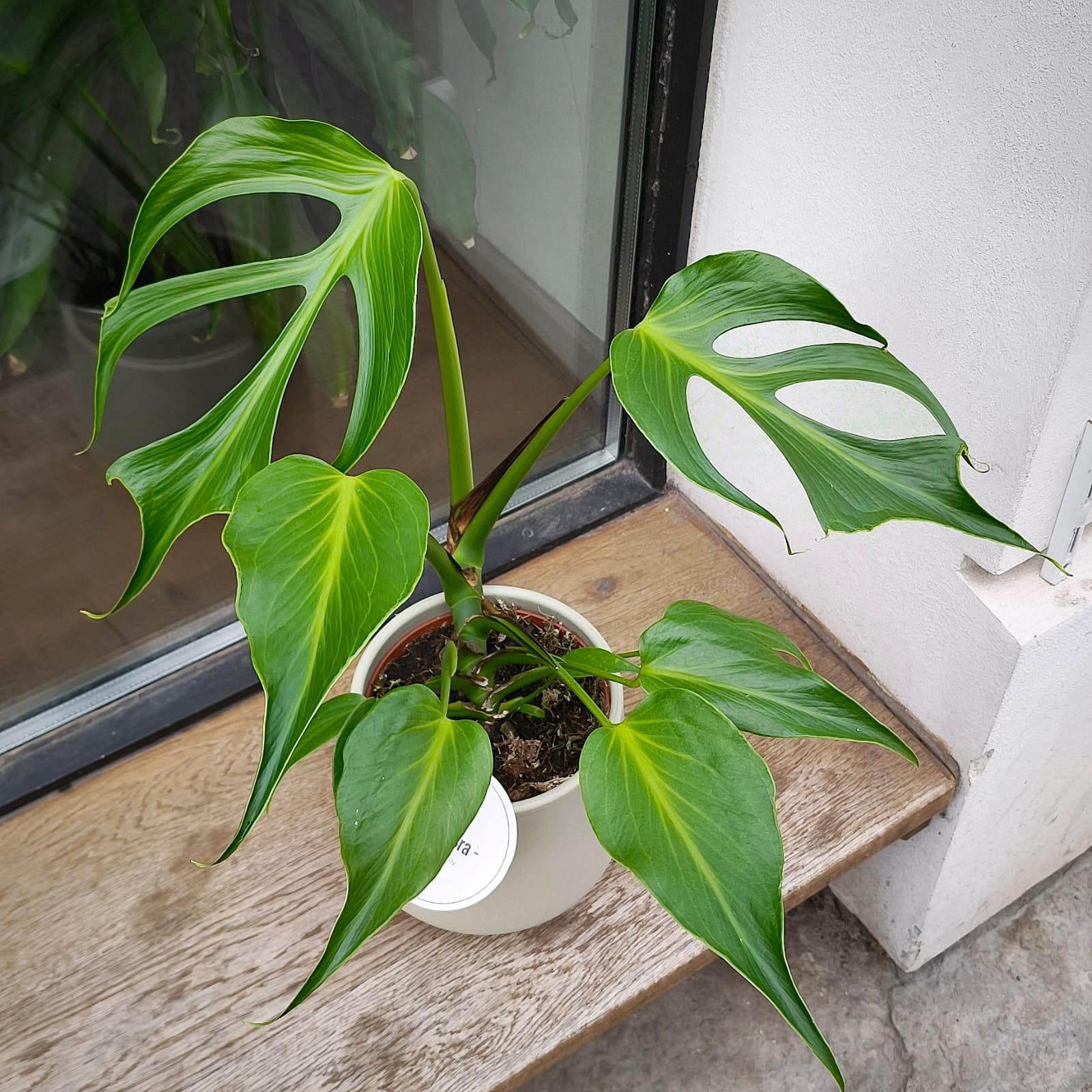 Monstera Burle Marx Flame