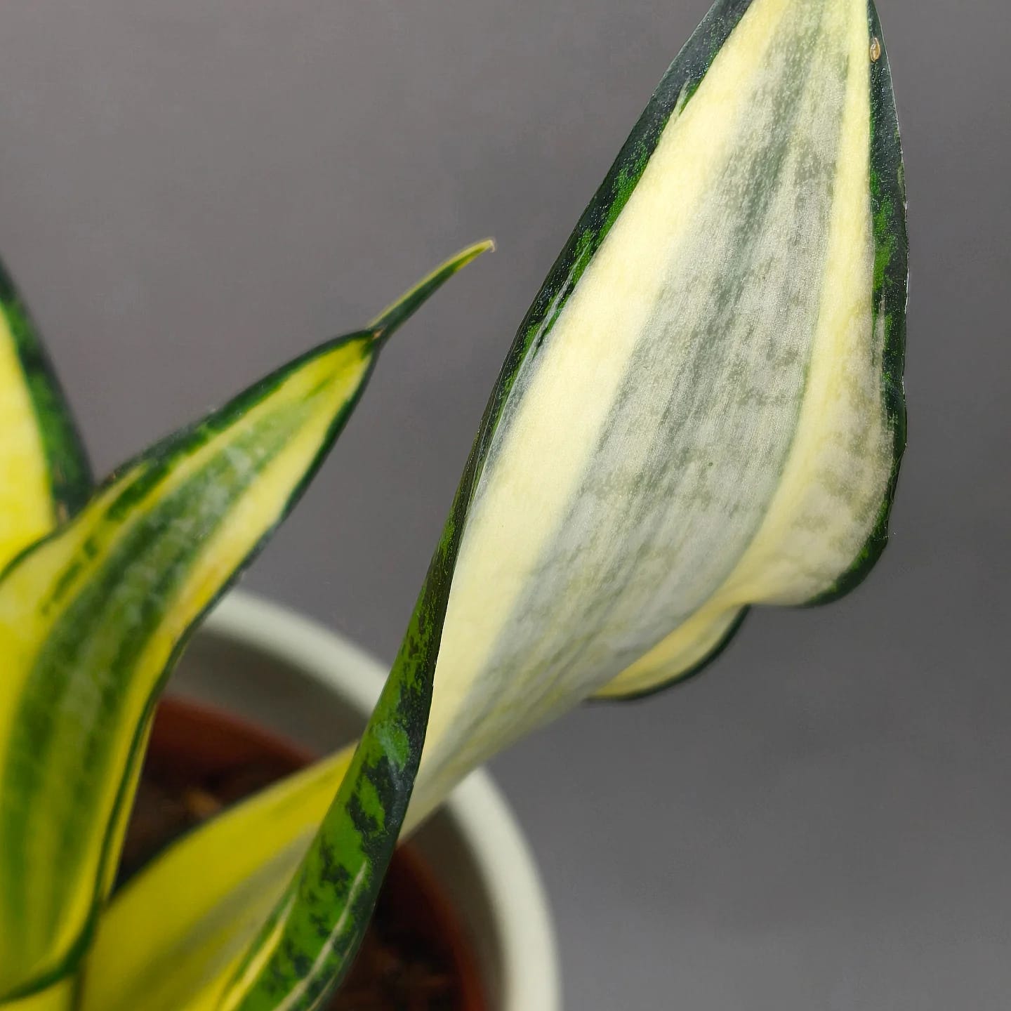 Sansevieria Golden Asahi