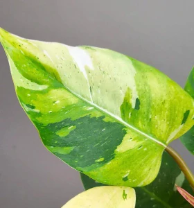 Philodendron White Princess Tricolor Lime (Fresh Aurea)