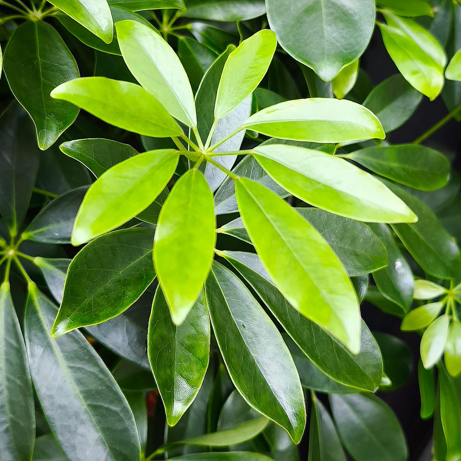 Schefflera arboricola Nora XXL