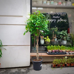 Ficus Benjamina Exotica