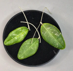Hoya rintzii Borneo řízek k zakořenění.