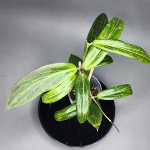 Hoya blashernaezii ssp siariae Yellow