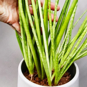 Sansevieria White Medusa