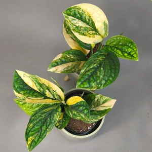 Monstera Karstenianum 'Peru' Variegata