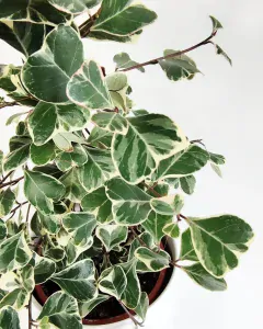 Ficus triangularis