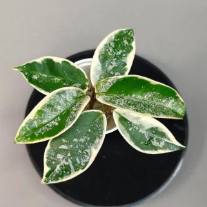 Hoya Carnosa Krimson Queen Splash řízek k zakořenění.