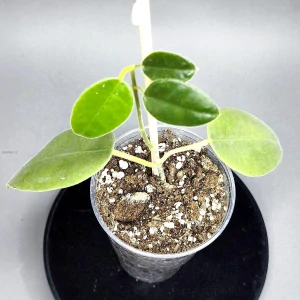 Hoya gigas