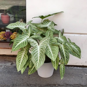 Xanthosoma lindenii XXL