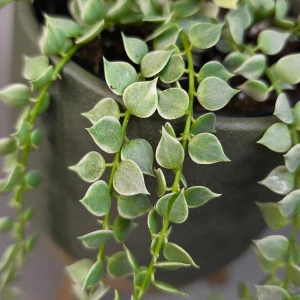Dischidia Million Hearts