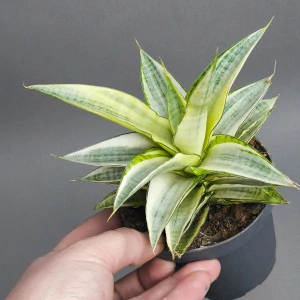 Sansevieria Gabriela white Variegated