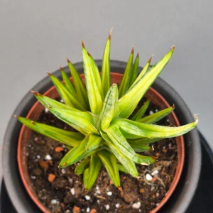 Sansevieria francisii f. variegata