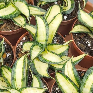 Sansevieria Golden Wendy