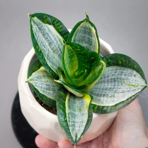 Sansevieria Hahnii silver zebra