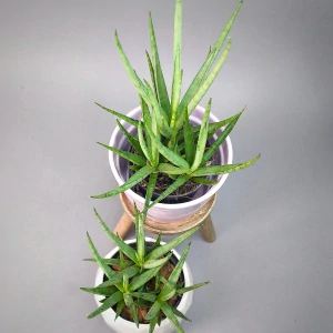 Sansevieria platinum Mikado