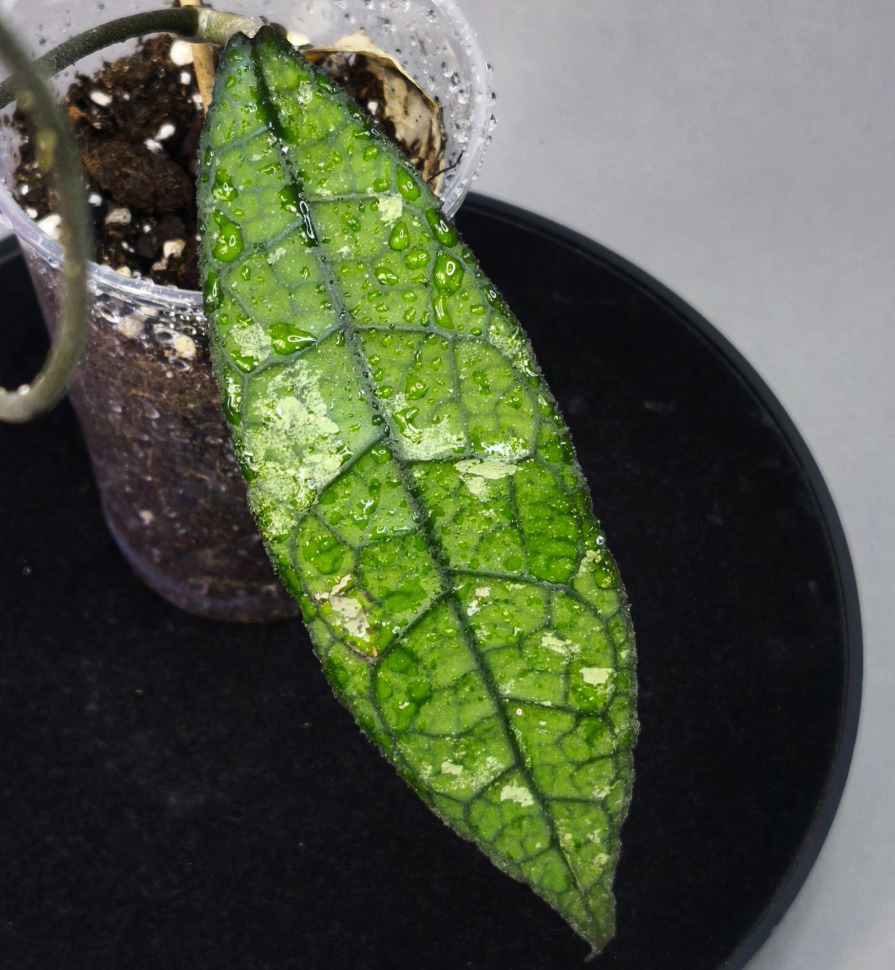 Hoya clemensiorum long leaf splash