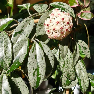 Hoya carnosa Wilbur Graves Russia řízek k zakořenění