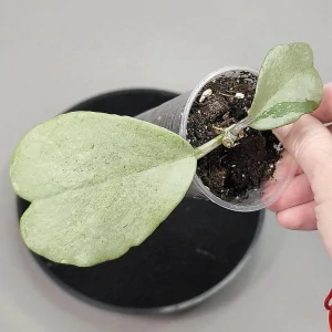 Hoya kerrii Silver