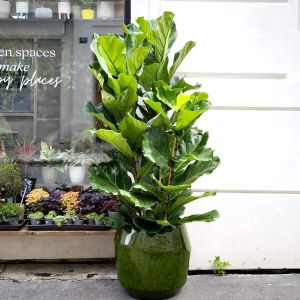 Ficus Lyrata XXL