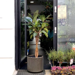 Ficus elastika Abidjan