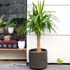 Yucca elephantipes