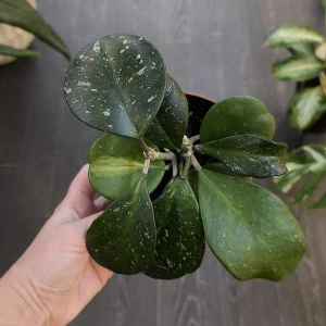 Hoya Obovata splash