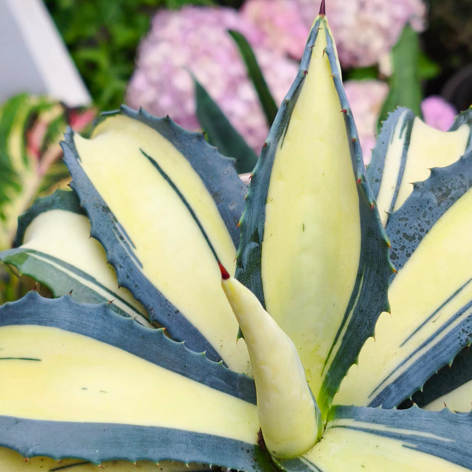 Agave salmiana var. ferox 'Medio Picta'