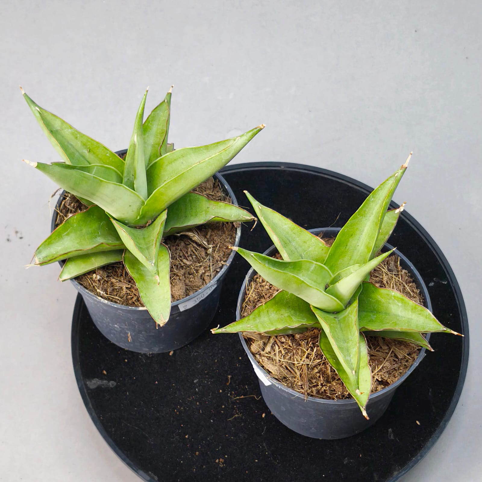 Sansevieria Platinum Crown
