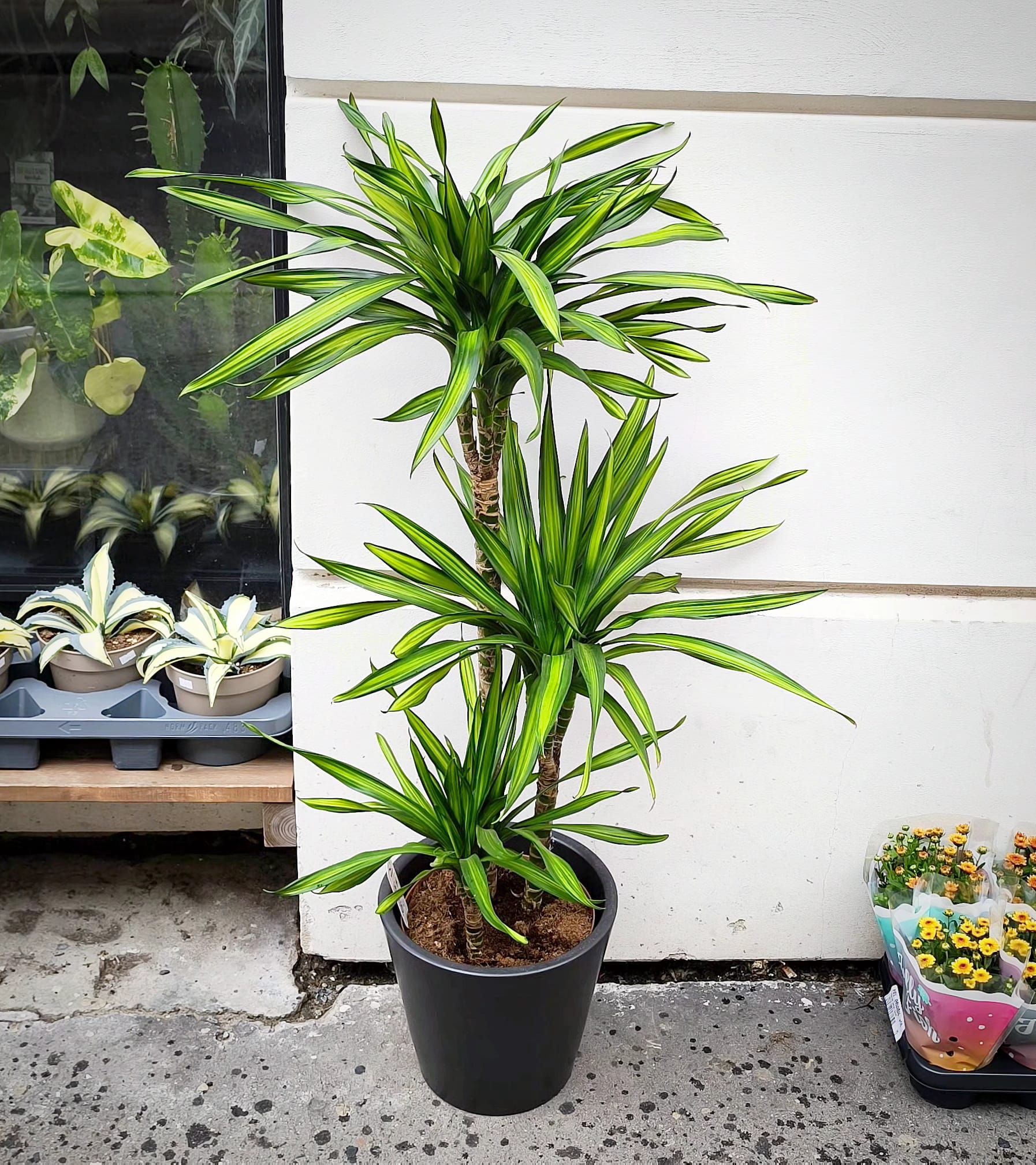 Dracaena Rikki XL