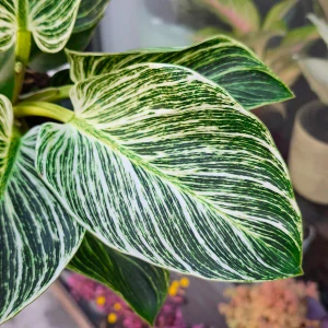 Philodendron Birkin