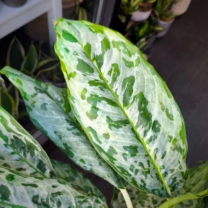 Aglaonema 'Peacock'