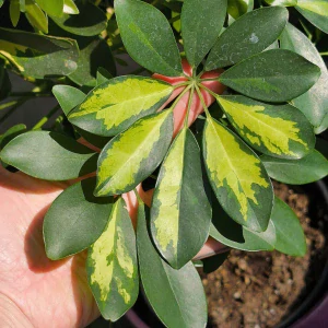 Schefflera arboricola Nora Variegata