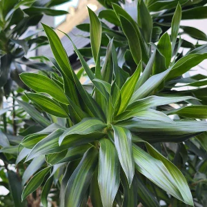 Dracaena reflexa song of jamaica