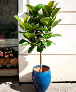 Ficus elastica Sofia na stonku 140cm