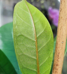 Ficus cyathistipula