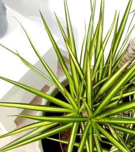 Dracaena Sunshine XL