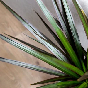 Dracaena marginata