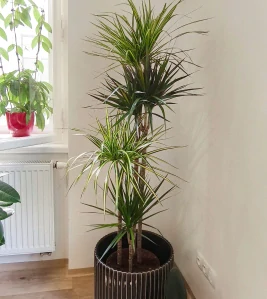 Dracaena mix XXL